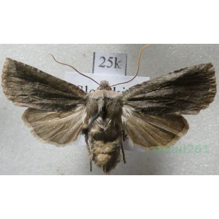 Conistra ligula (Esper, 1791) Porożnica Slovakia25k